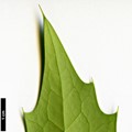 SpeciesSub: 'Home Wood' (M.japonica × M.oiwakensis subsp. lomariifolia)